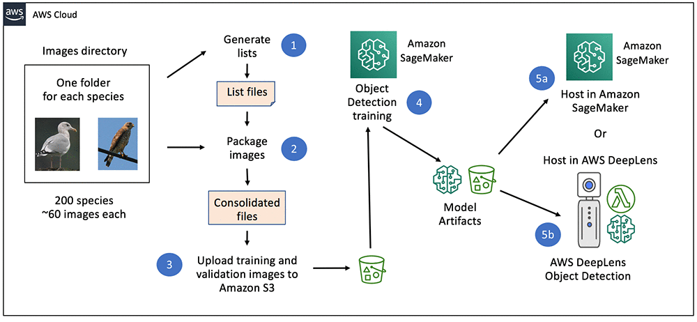 Bird Identifier using the Object Detection algorithm